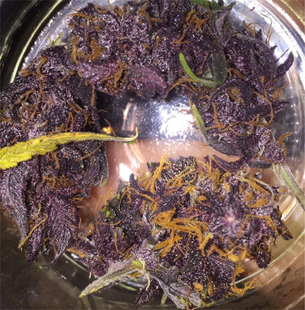 Purple Kush